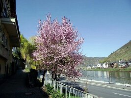 Cochem-12
