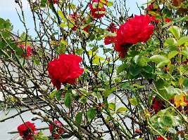 02 Igel Ortschaft-14